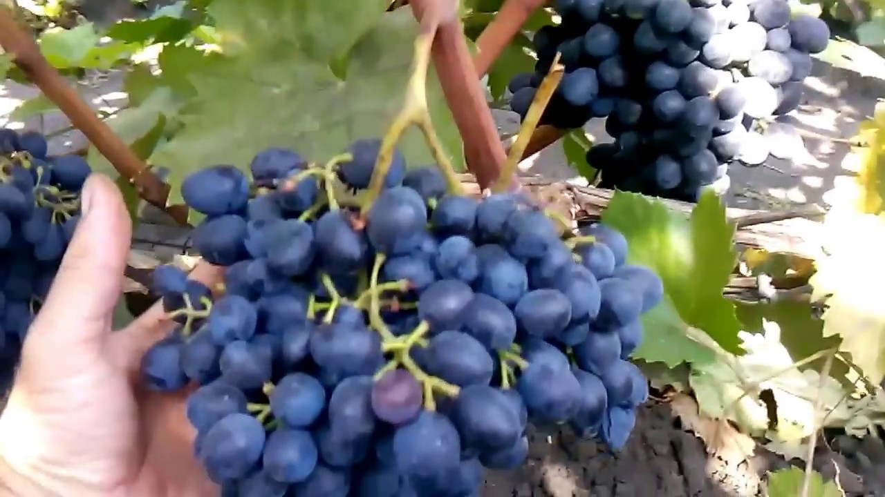  moldova csemegeszőlő